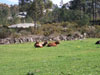 Vacas no Vilar
